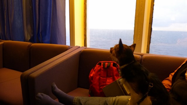 Hund an Bord Fähre Sardinia Corsica Ferries