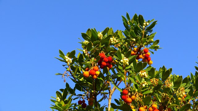 Erdbeerbaum Gallura