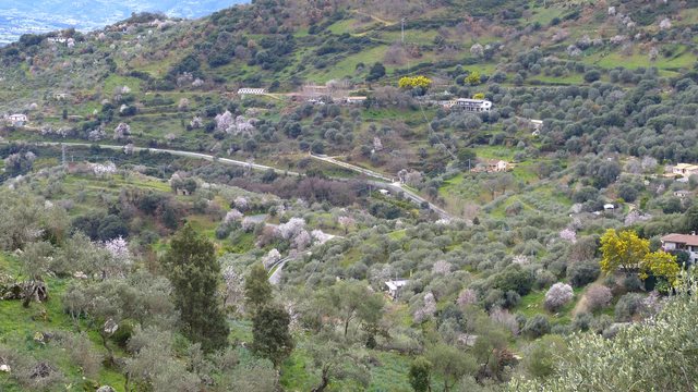 Mandelblüte Sardinien Nuoro Akazien